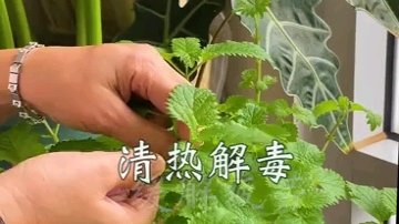 如何在家里DIY薄荷茶哔哩哔哩bilibili