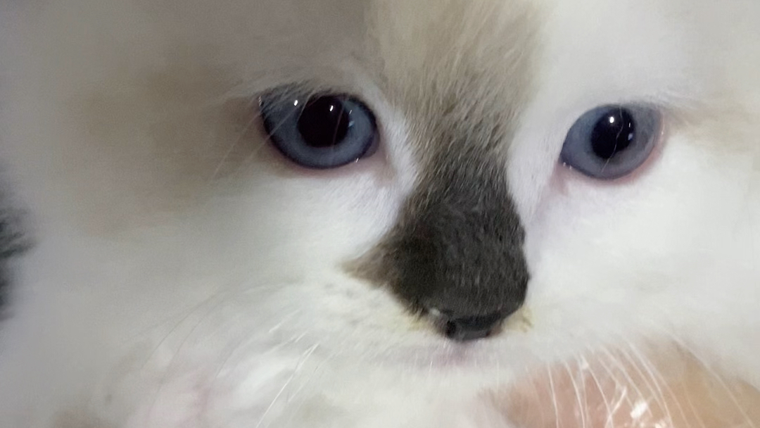 看到了一只黑鼻头的布偶猫你见过这个颜色的吗