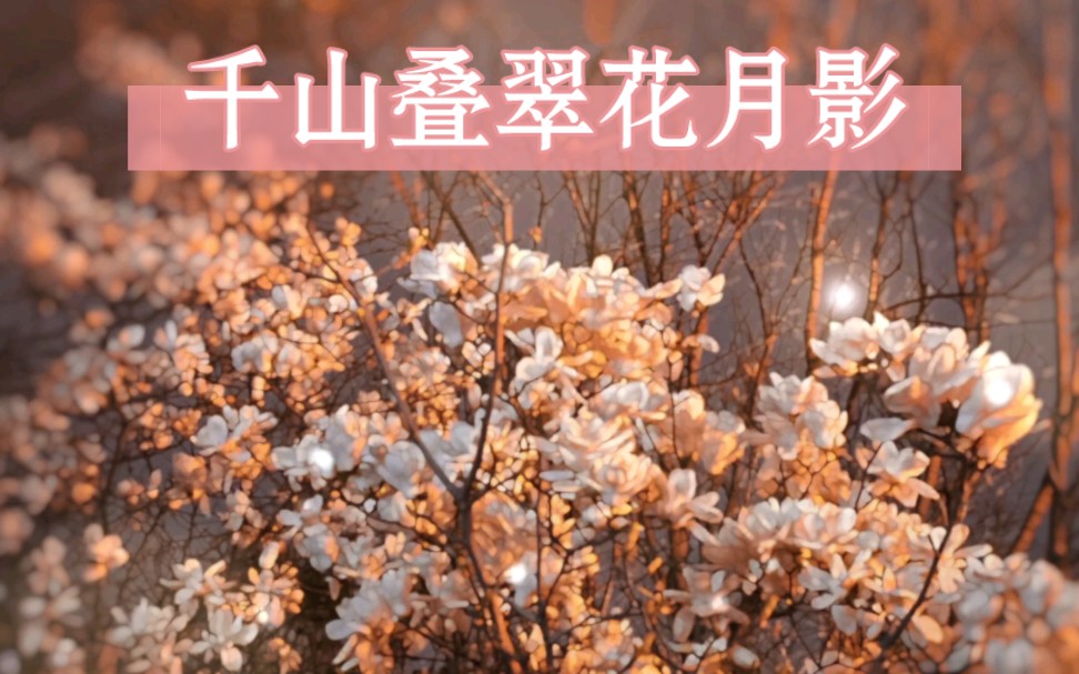 北京二环赏花:疏影横斜水清浅,暗香浮动月黄昏.哔哩哔哩bilibili