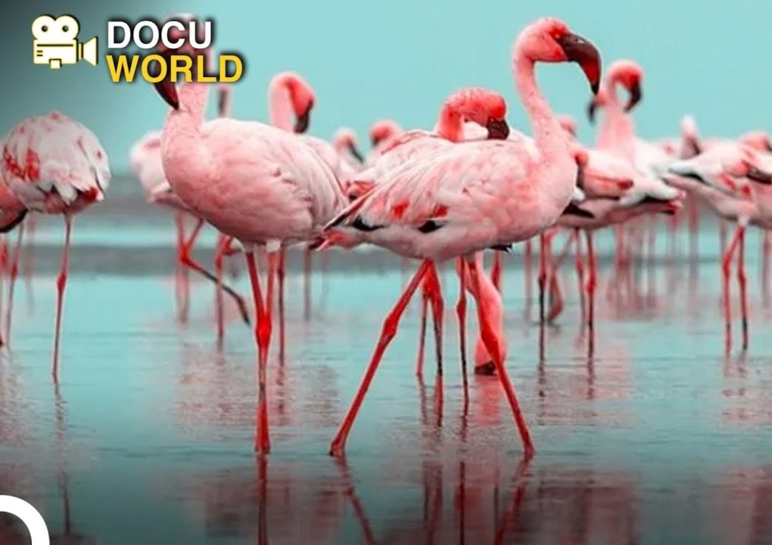 湖畔优雅的舞者:火烈鸟 大自然的战术专家