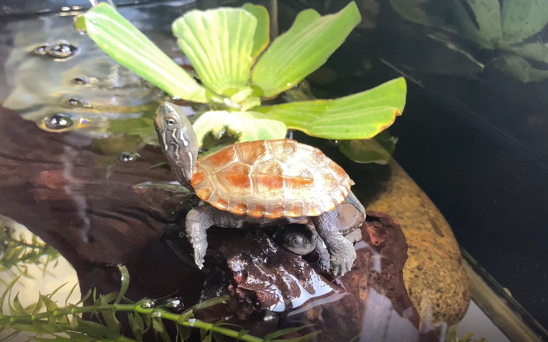 【大哥】草龟晒背