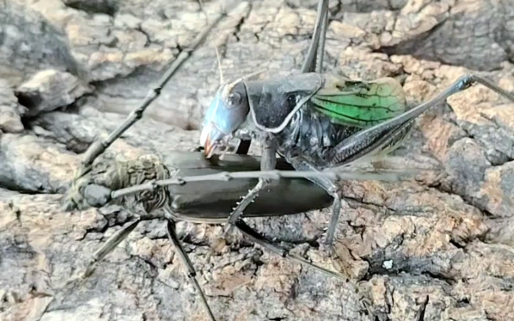 哑蝈蝈vs桔褐天牛