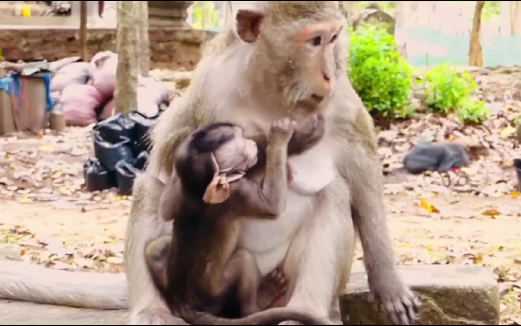 [图]啃老猴最终把自己作死了