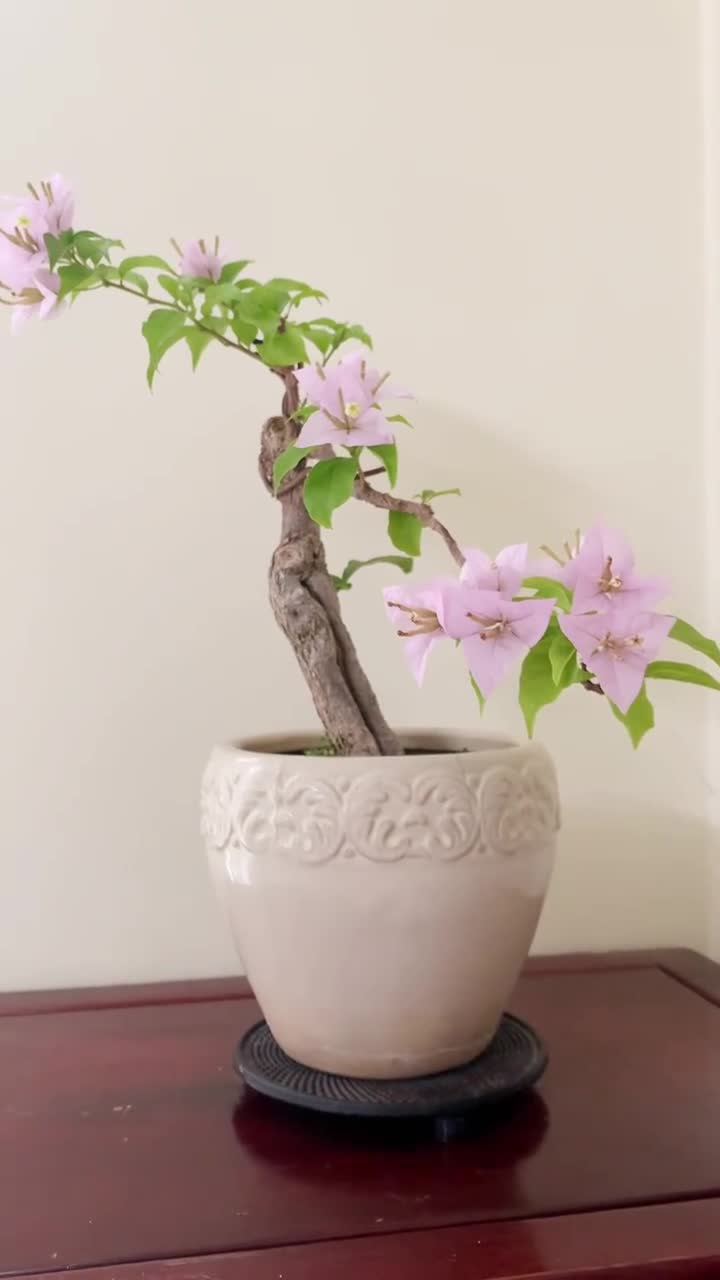 三角梅紫丁香美女三角梅