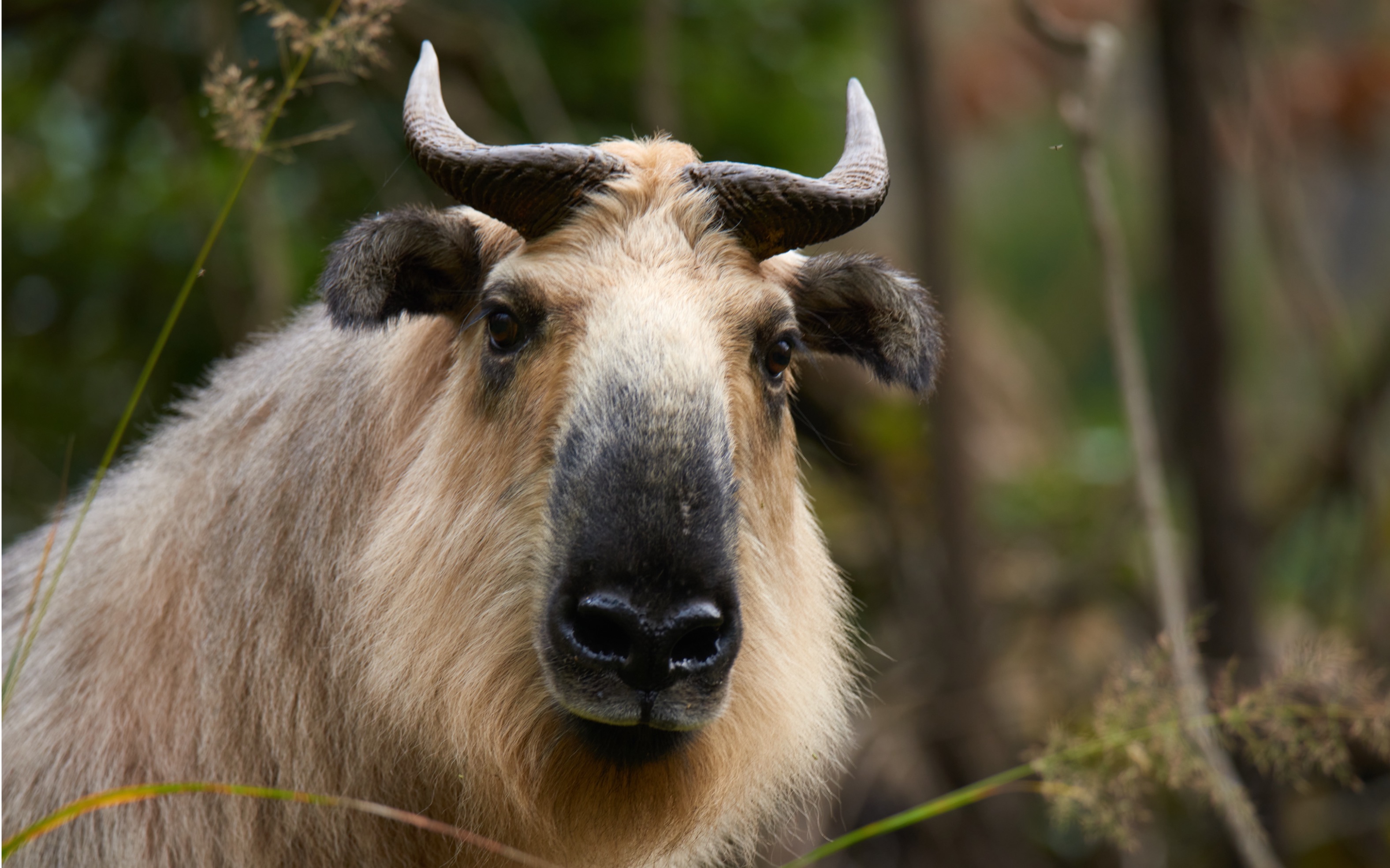 现实版的神兽扭角羚光听名字就可爱真是名不虚传