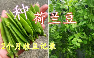 种荷兰豆，2个月开始连续结豆