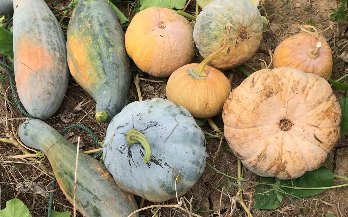 活动  乡村山上南瓜结好多,老品种南瓜又大又扁,做南瓜饼行吗?不会啊