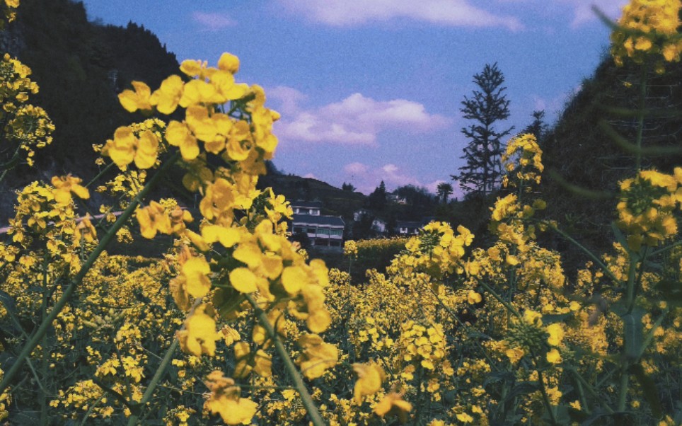 [图]老家的油菜花风景，是春天的美丽