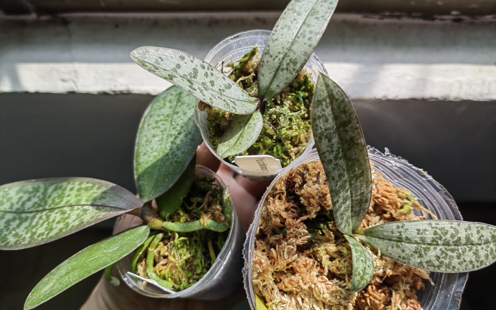 原生蝴蝶兰西雷利开箱