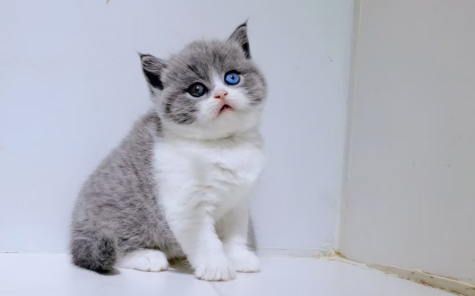 英短蓝白异瞳妹妹,喜欢的可以私我留言,4个月三针疫苗和体内外驱虫全