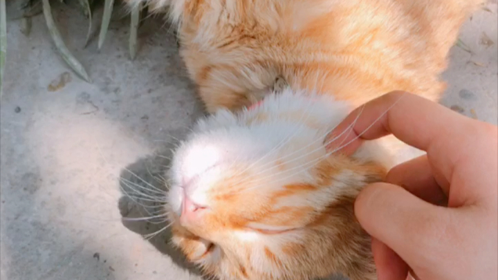 橘猫 挠痒痒