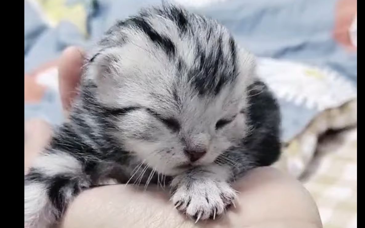 超级萌的munchkin kitten,小奶猫的成长_哔哩哔哩_bilibili
