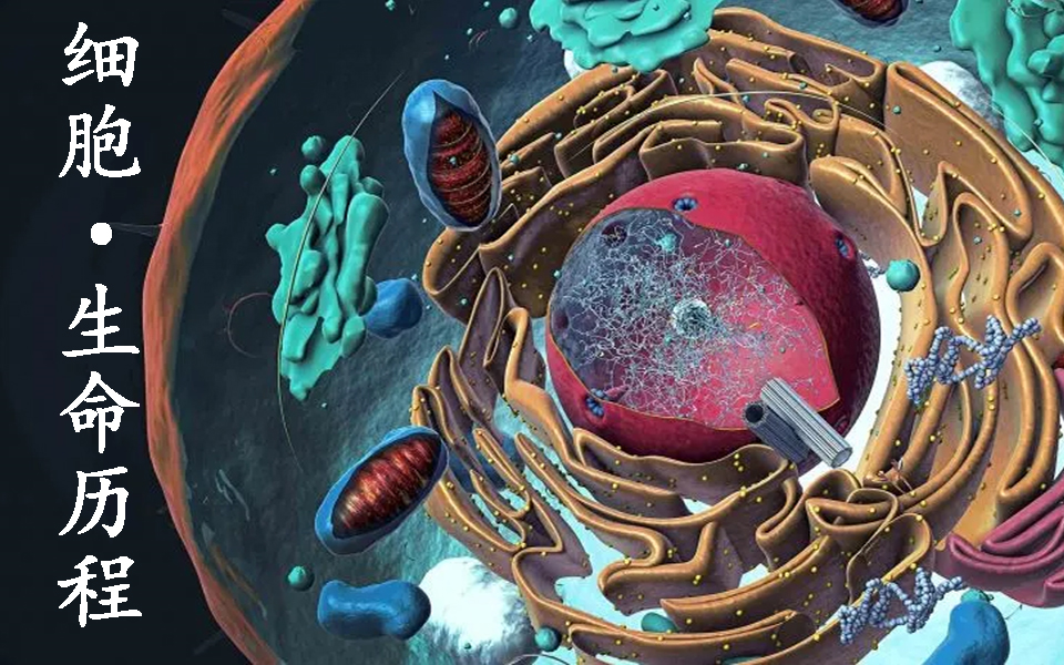 绝处逢生细胞の生命历程