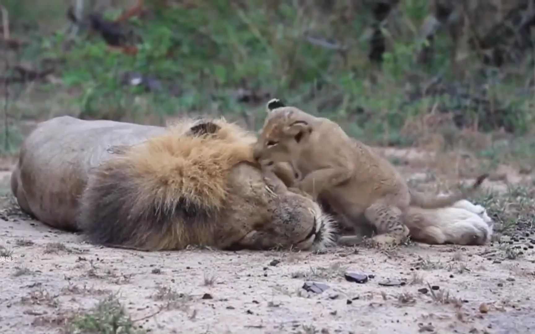 雄狮带娃,母狮带娃,结局截然不同#动物世界 #狮子