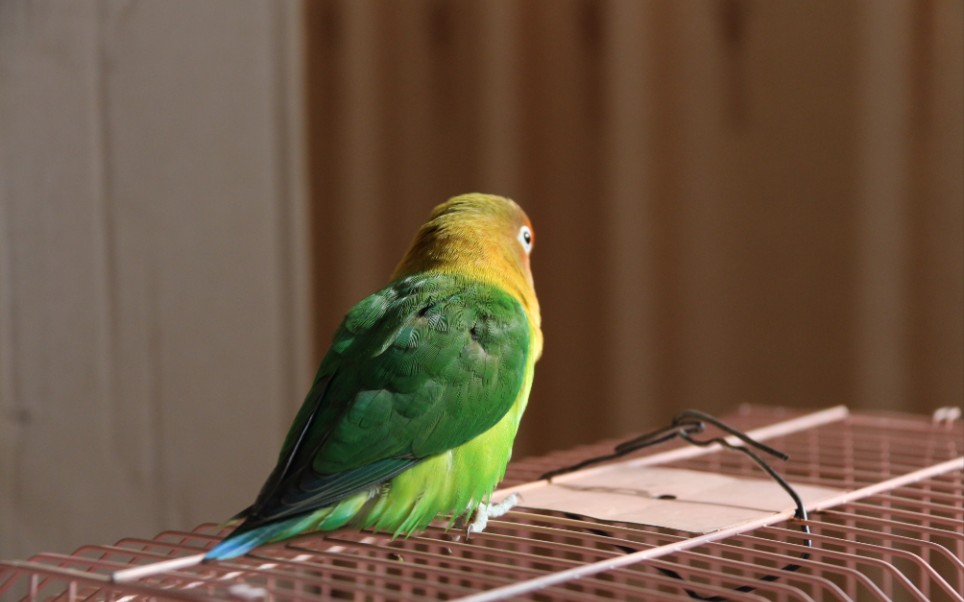 【牡丹鹦鹉】爱玩绳子的走地鸡