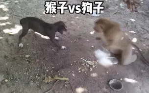 Download Video: 猴子上一秒还在欺负狗子、下一秒绳子解开了猴子就老实了