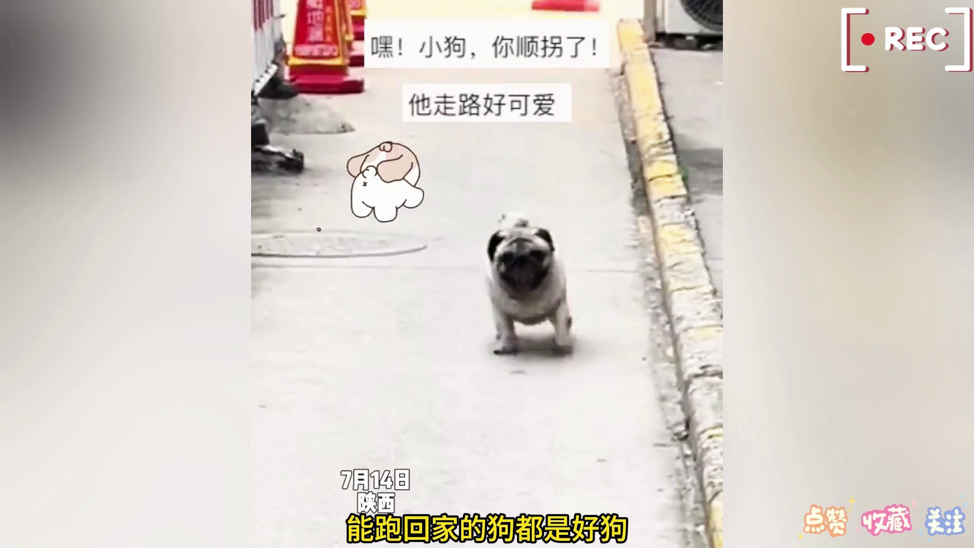 狗狗顺拐走路,六亲不认的步伐,大摇大摆的萌化众人