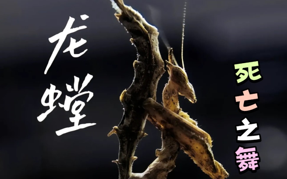 打野鬼才,国服第一龙螳,二哈龙驾到!