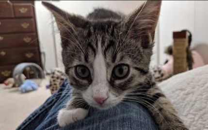 【kitten academy】奶猫近距离日常:找到了2个领养人