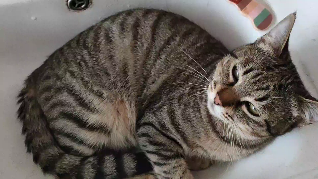 沙雕狸花猫