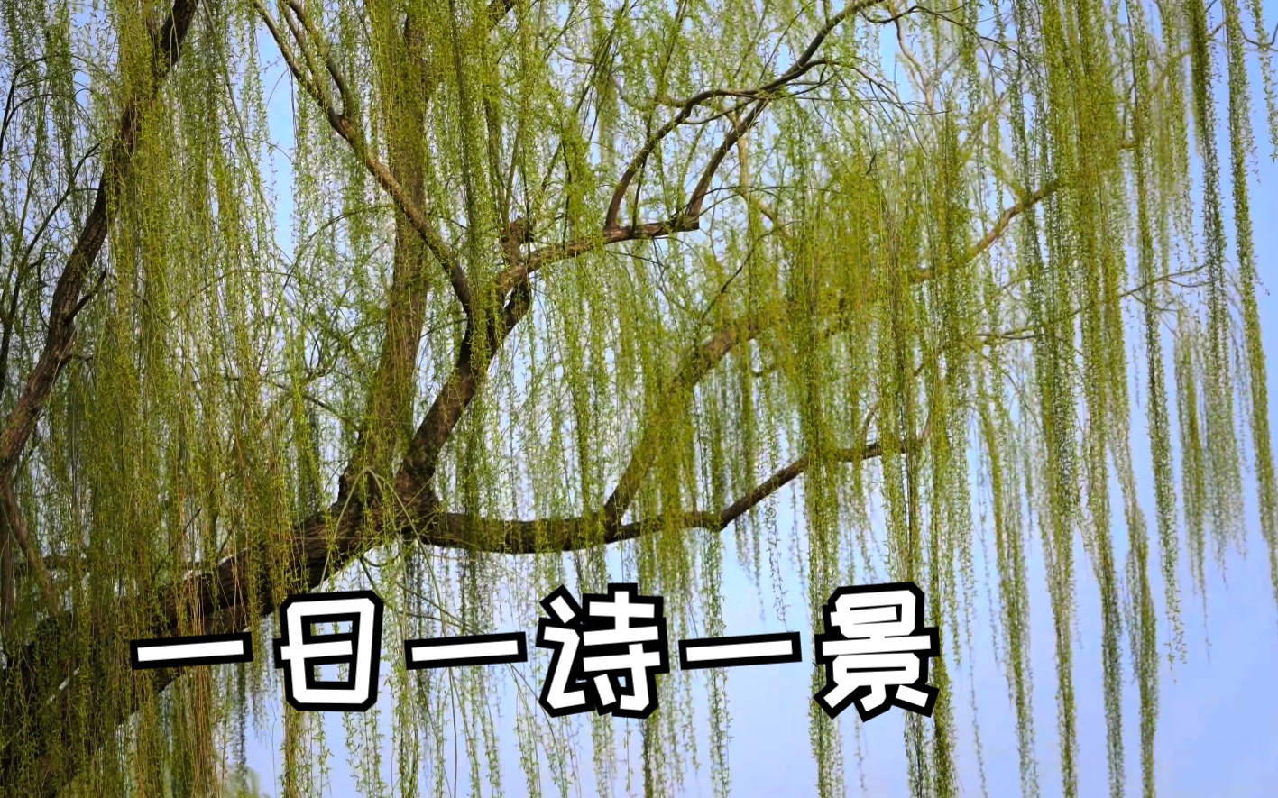 [图]诗家清景在新春，绿柳才黄半未匀 | 一日一诗一景