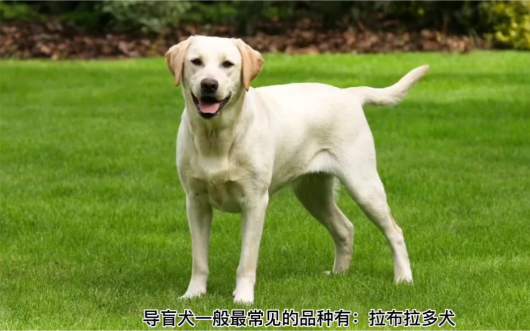 什么品种的狗狗可以当导盲犬呢?哔哩哔哩bilibili