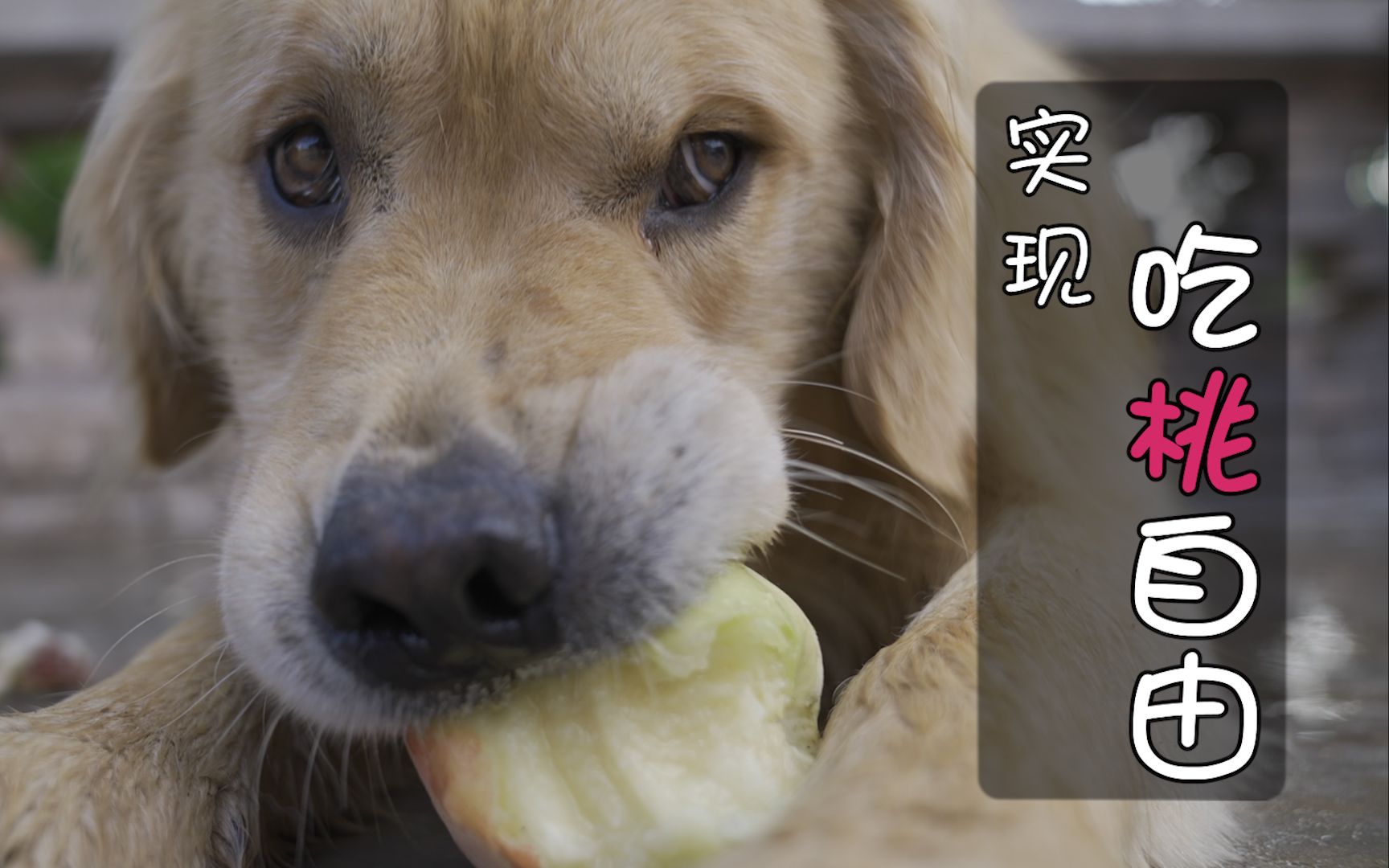 这是一群实现了吃桃自由的狗