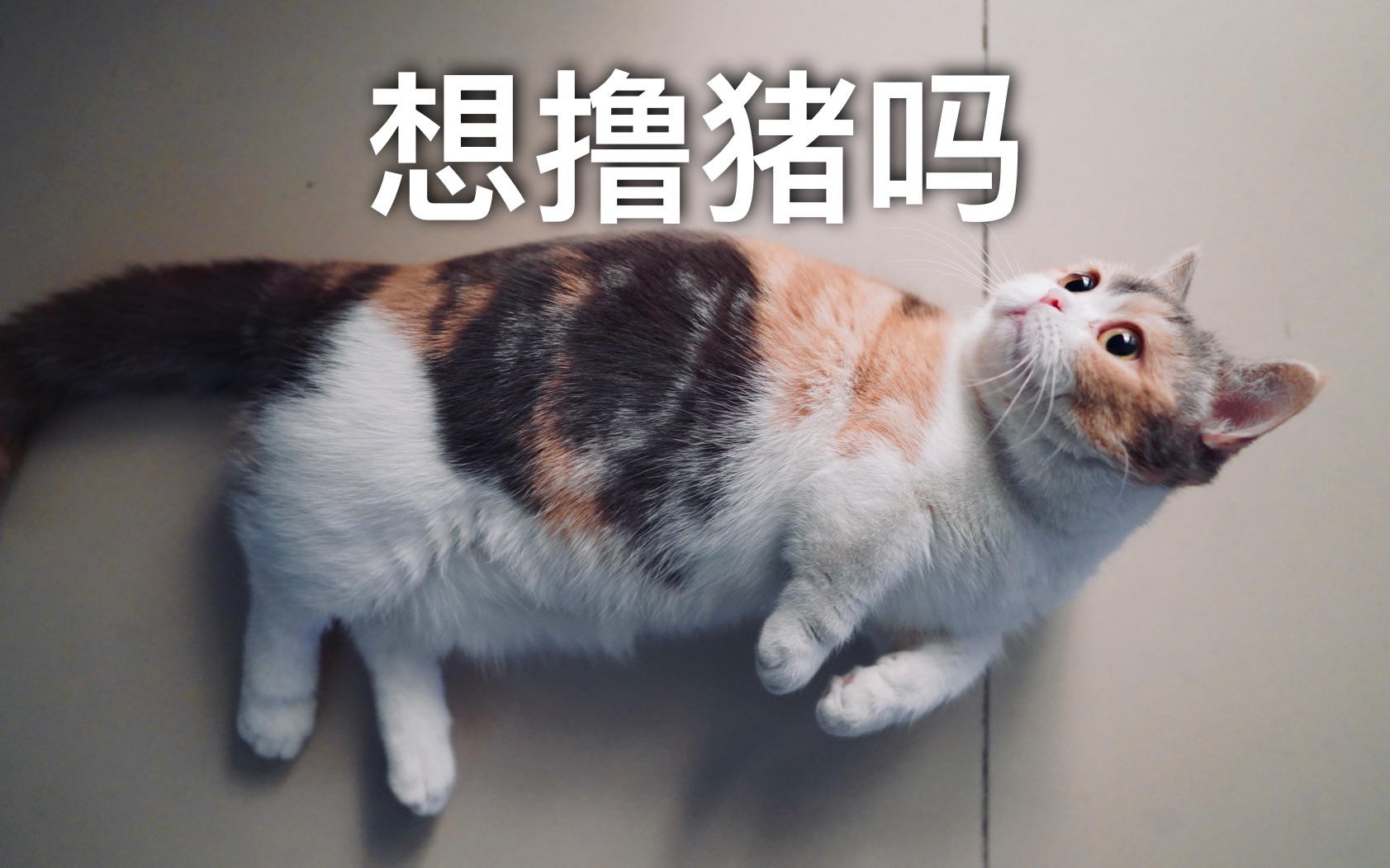 d梦当猫咪犯困铲屎官狂捏肉嘟嘟的猫脸