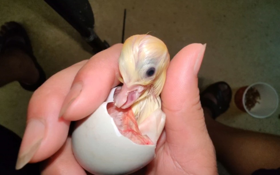 孵了这么多柯尔鸭蛋,第一次遇到畸形的!