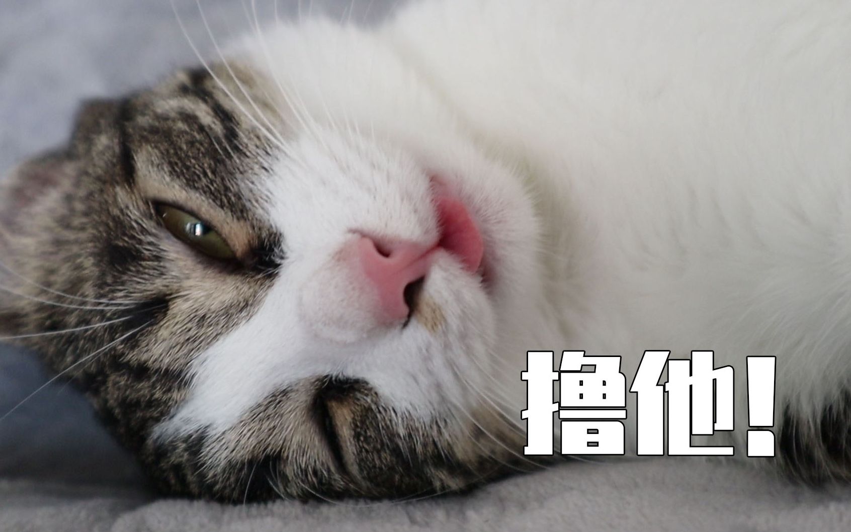 它好奇怪哦它是狗狗转世吗