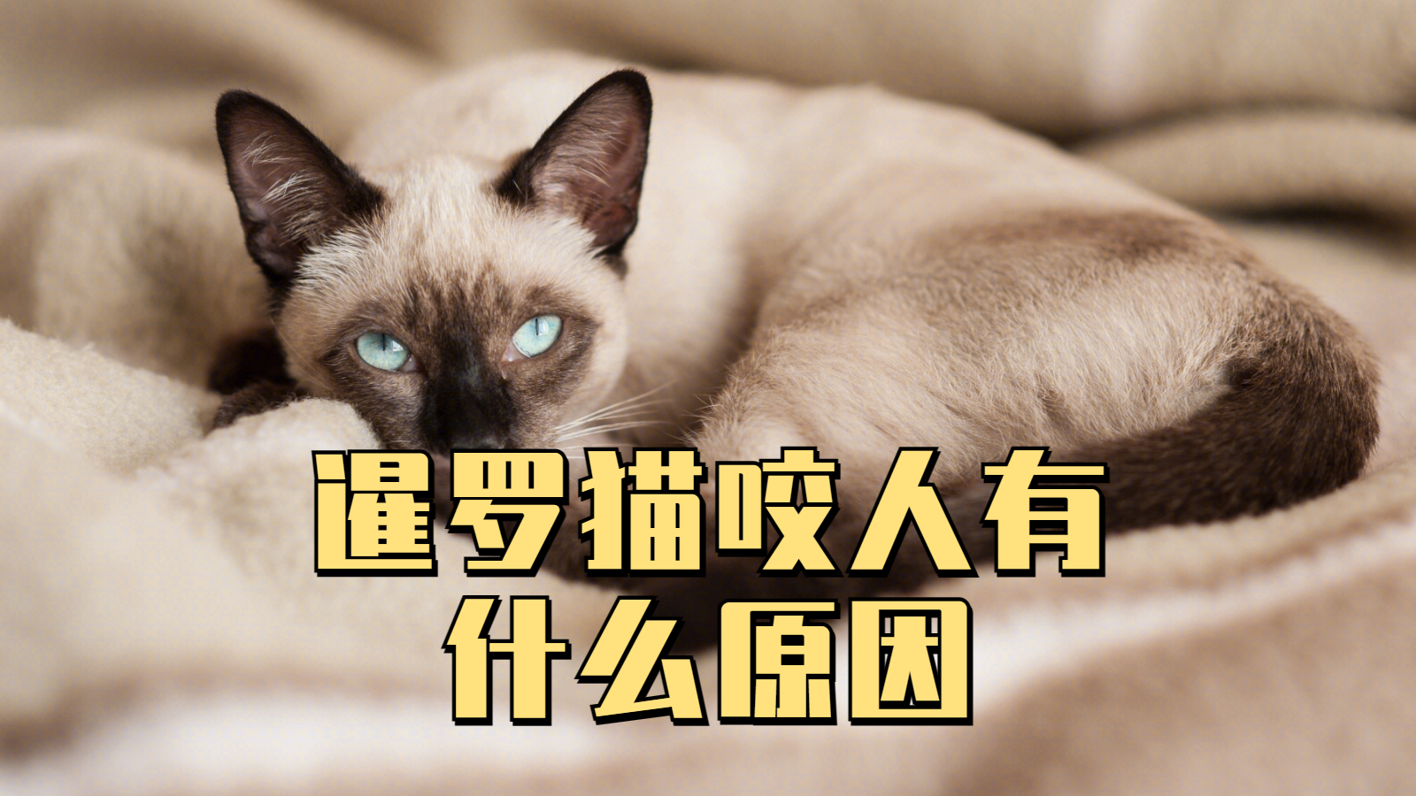 为什么猫喜欢咬人