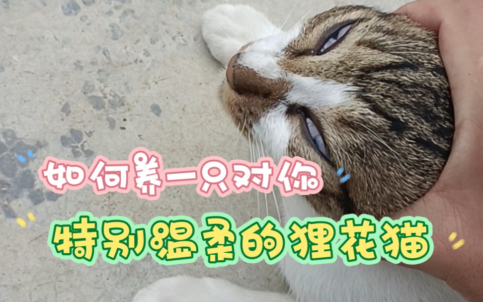 如何养一只对你特别温柔的狸花猫哔哩哔哩bilibili