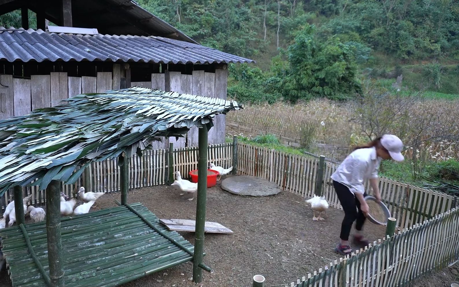 简易鸭舍的建造图片图片