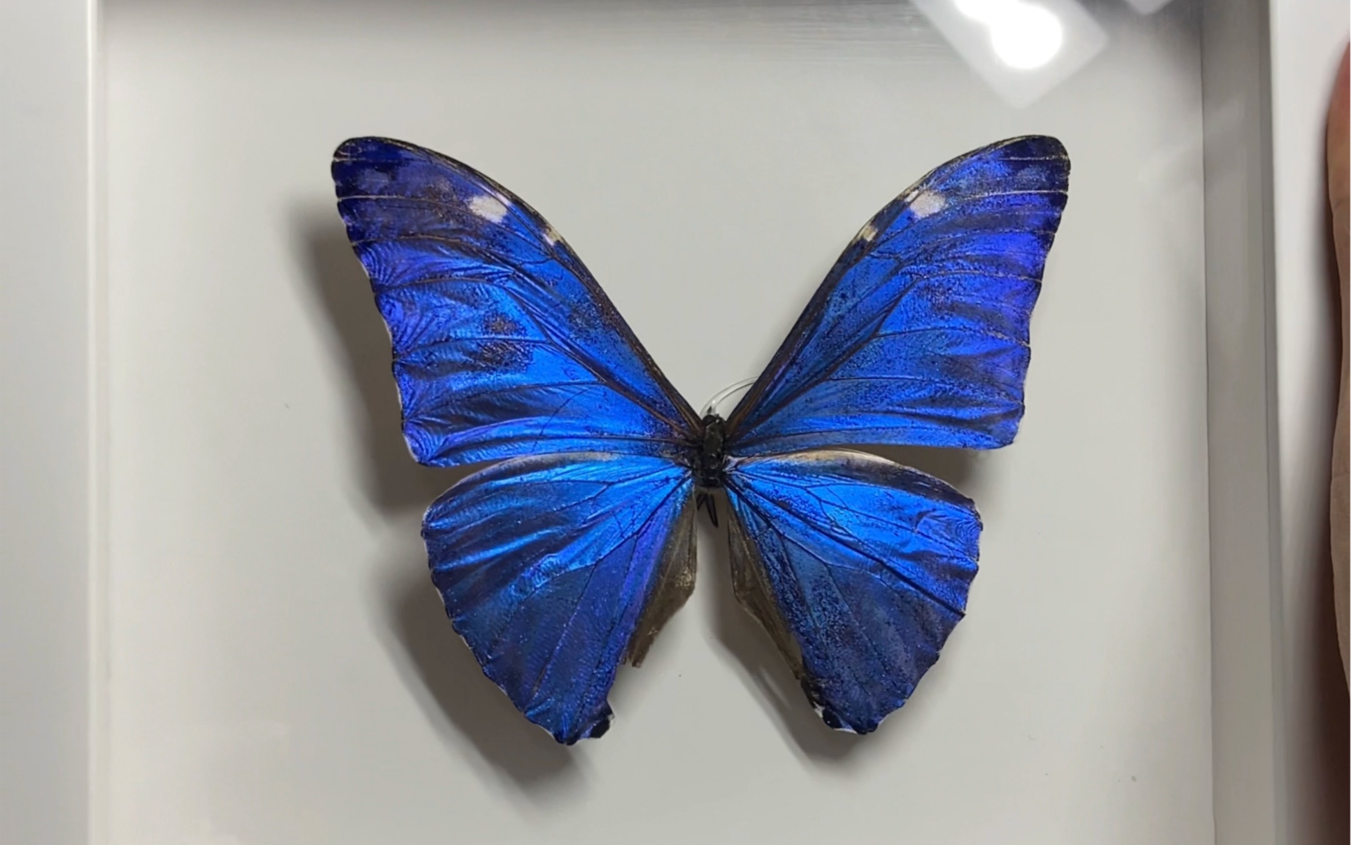 安东尼斯闪蝶标本