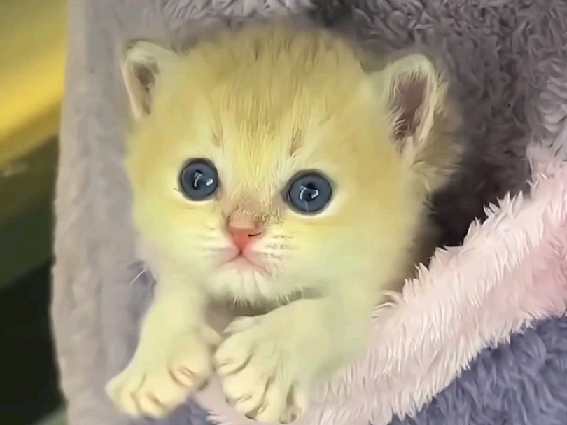 萌萌的大眼睛,胖嘟嘟的真可爱727272