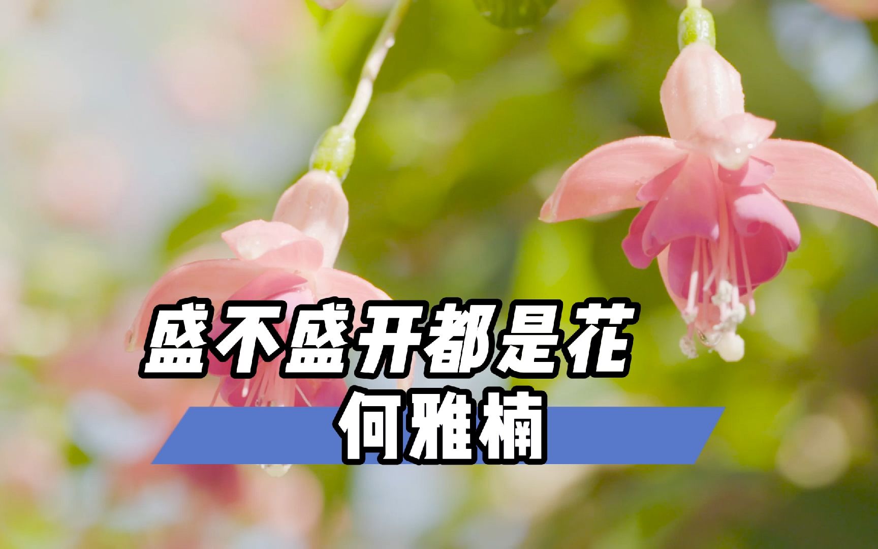 [图]【无损音质】《盛不盛开都是花》“花若盛开，蝴蝶自来，你若精彩，天自安排”