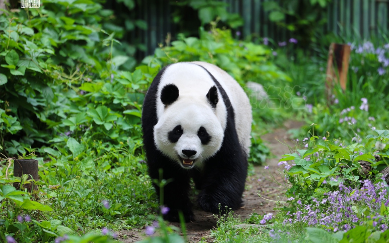 【大熊猫白天】戏水.2023.5.5.摄于北京动物园