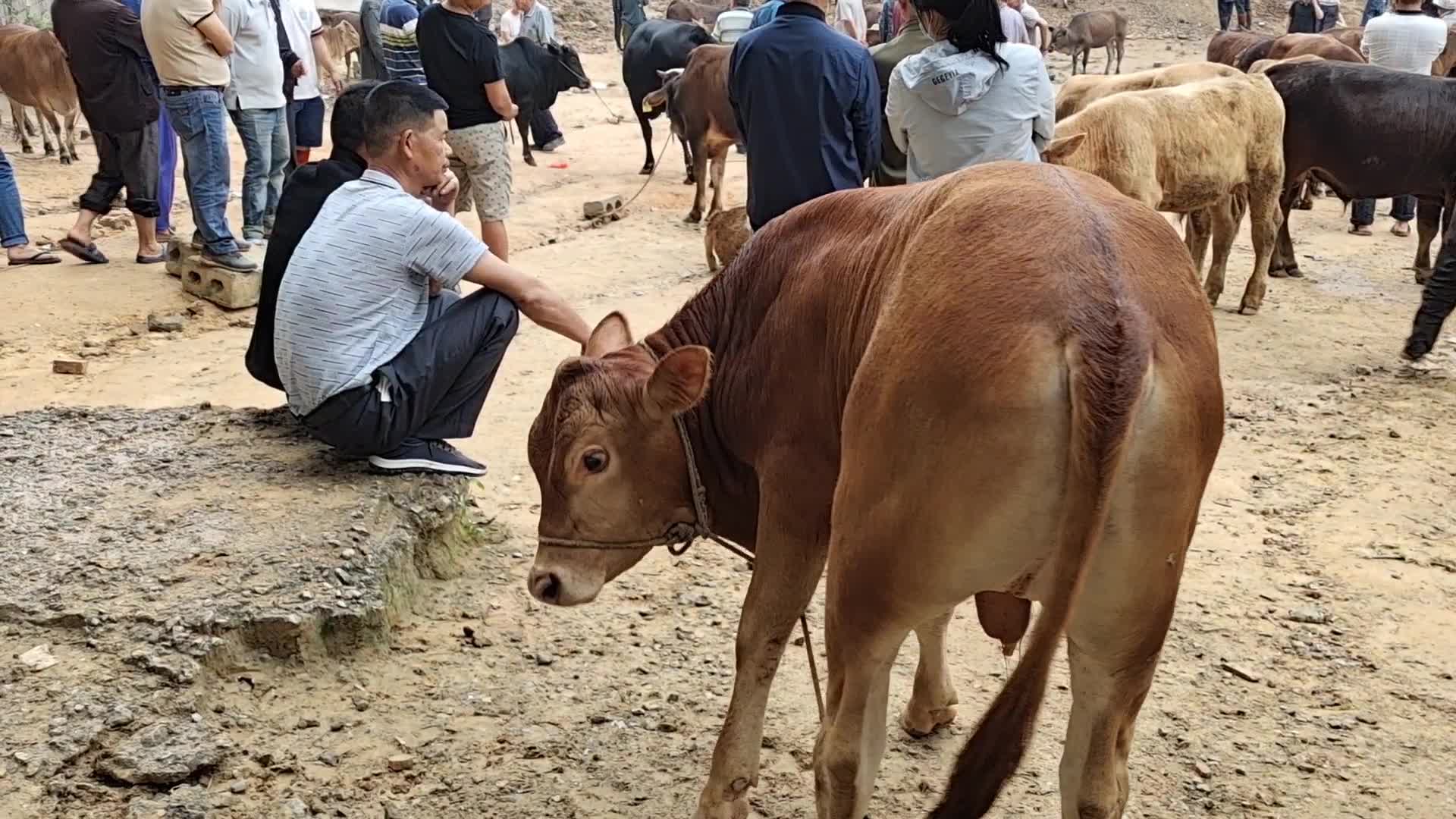 父子走进广西大型活牛交易市场,了解牛的价格,养牛的要发财了哔哩哔哩bilibili