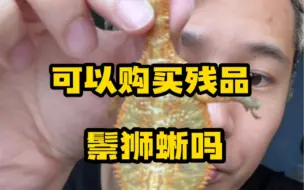 Download Video: 可以购买残品鬃狮蜥吗？