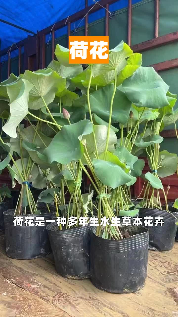 荷花批发 #荷花种植基地 #荷花批发 #荷花培育基地 #荷花多少钱 #荷花培育哔哩哔哩bilibili