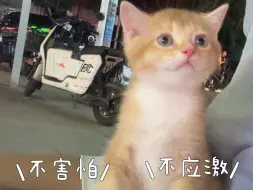 猫咪社会化训练，三步轻松学会｜幼猫篇