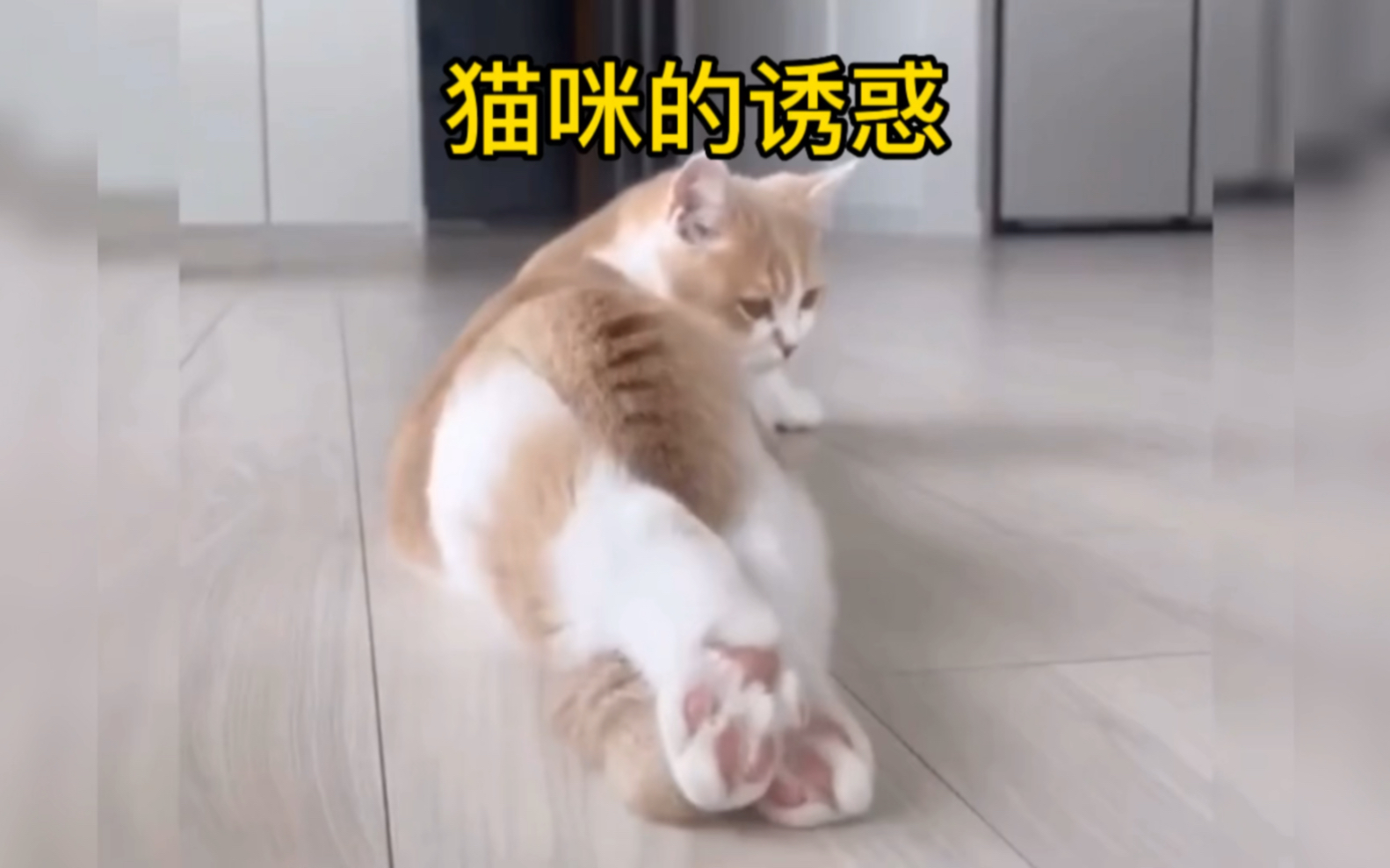 《猫咪的诱惑》哔哩哔哩bilibili