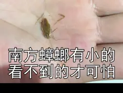 Descargar video: 南方大蟑螂小蟑螂都有，看不到的小蟑螂才可怕