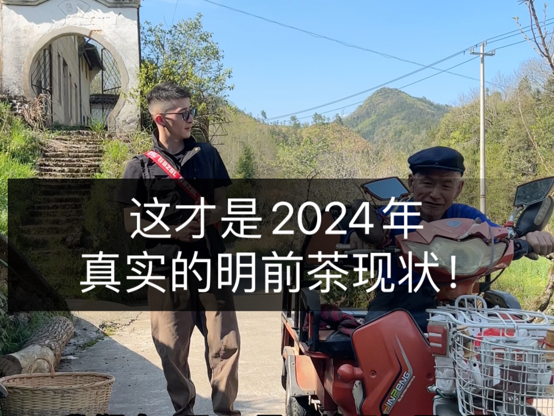 2024高档明前黄山毛峰真的不多!哔哩哔哩bilibili