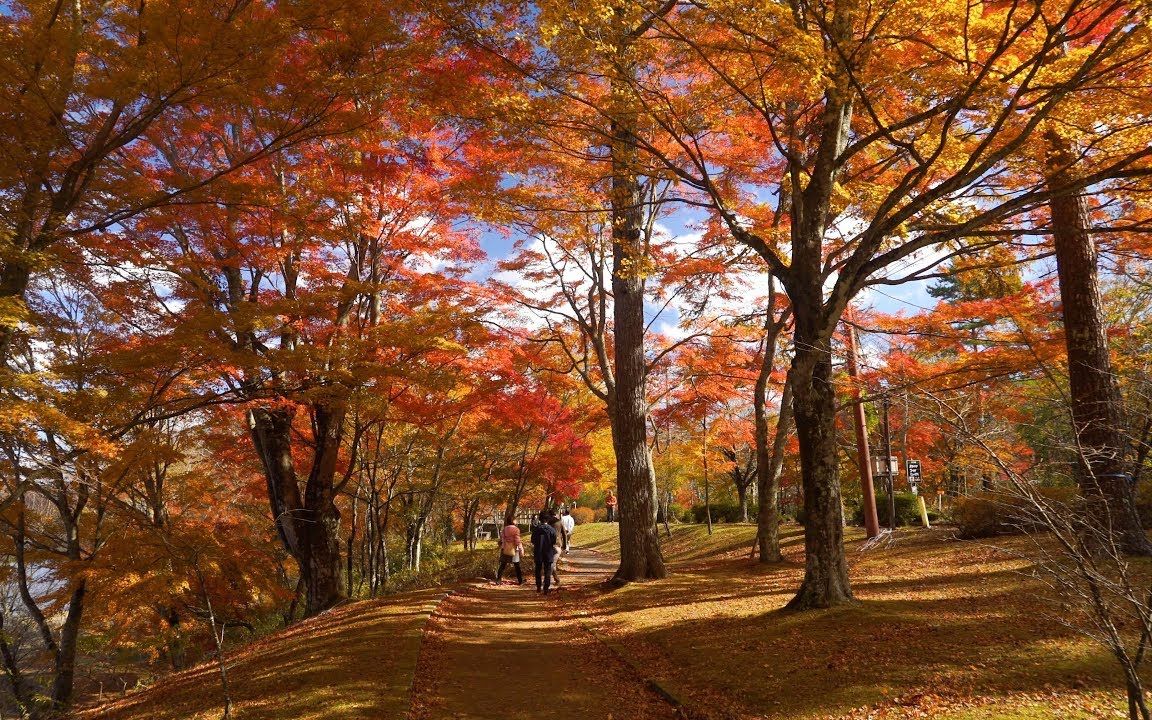 4K 红叶 山中湖 Beautiful Autumn Colors At Lake Yamanaka哔哩哔哩bilibili