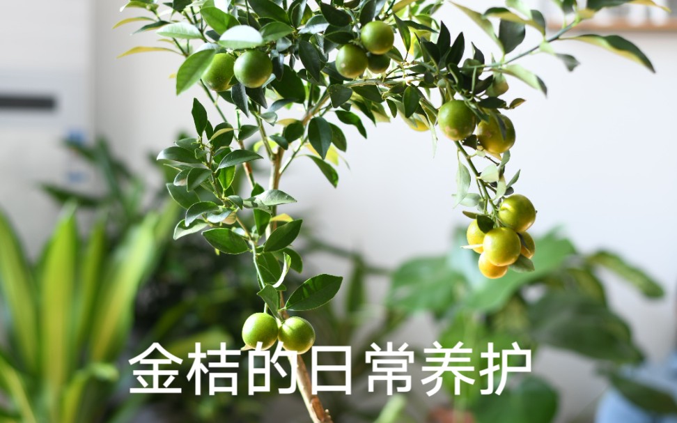 观果植物金桔的日常该如何养护哔哩哔哩bilibili