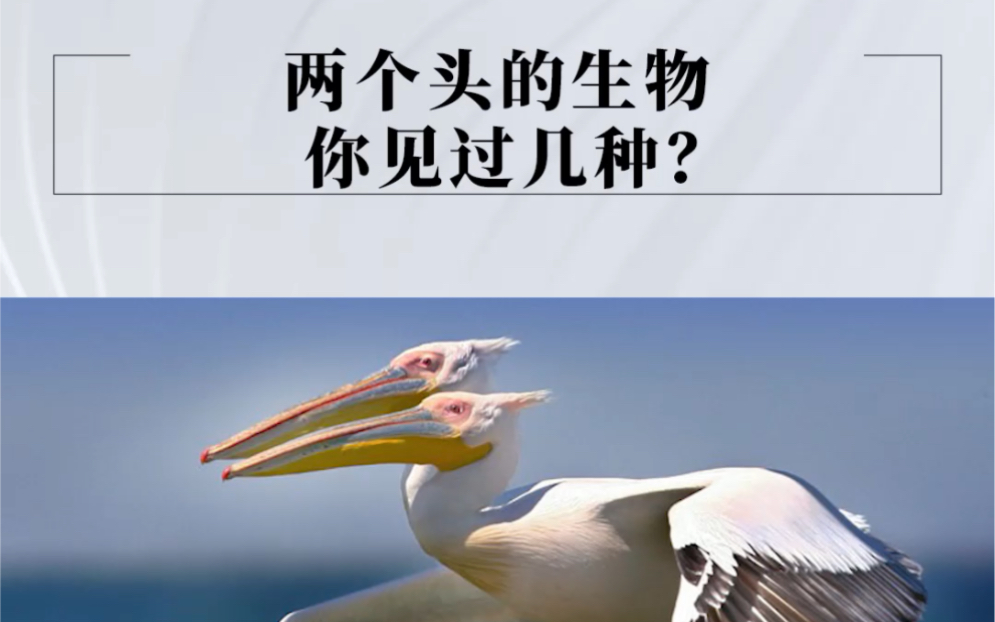 超奇葩双头生物,你见过几个?