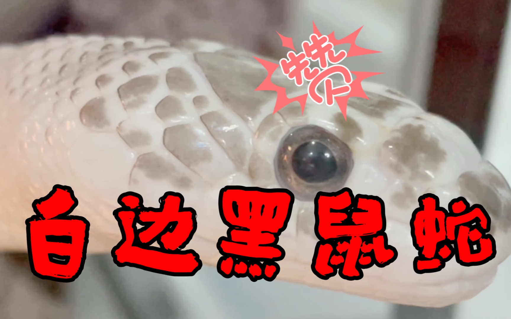 被催更的白变黑鼠