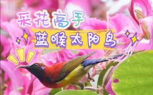 Download Video: 蓝喉太阳鸟在花蜜中流连忘返