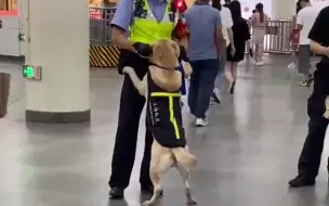 Скачать видео: 可爱！上海地铁站警犬“偷闲”卖萌求抱抱 警官摸脸好温柔